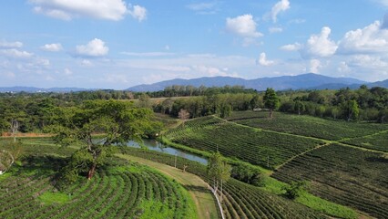 Tea Farm in Chiang Rai, Thailand – Aerial Drone Footage of Lush Green Terraces and Scenic Landscape