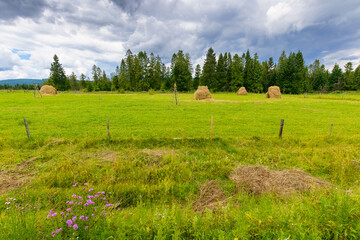 Fototapeta premium rural hay field near forest. green grass behind the wooden fence. dramatic cloudy weather in summer. scenic agriculture landscape of carpathian countryside