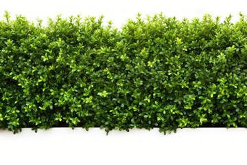 Fototapeta premium Green Shrub border background hedge plant.