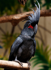 black cockatoo close up in natural environment