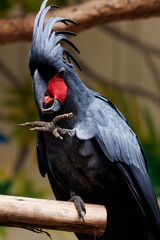 black cockatoo close up in natural environment