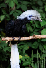 African White-crested Hornbill close up