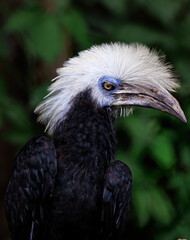 African White-crested Hornbill close up