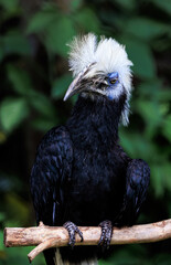 African White-crested Hornbill close up