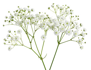 branch of a blossoming apple tree