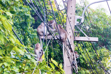 Monkeys use an electric cable like forest vines, electrical facilities in tropical forests
