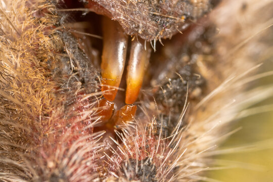 Eurasian water shrew (Neomys fodiens) teeth bite through victim's skin, inject paralyzing saliva from special jaw gland - cobra-like manner of killing. Victim is preserved by poison for long time