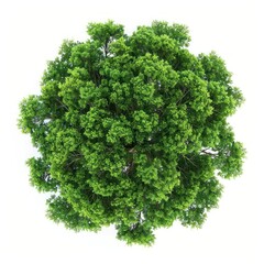 Fototapeta premium Green tree nature view top.