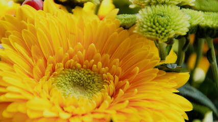 Obraz premium A vibrant yellow Gerbera daisy with a lime green center, complemented by blurred green pompom flowers, creating a fresh and cheerful floral arrangement.