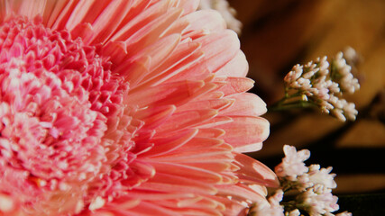 A beautiful soft pink Gerbera daisy, showing its delicate petals and intricate center, with smaller...