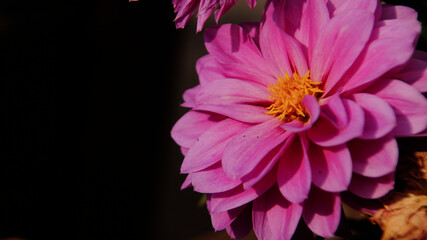 A vibrant pink dahlia flower with a bright yellow center, bathed in warm sunlight against a dark,...