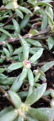 Close up of a succulent plant with green leaves and a small pink flower in the center of the plant
