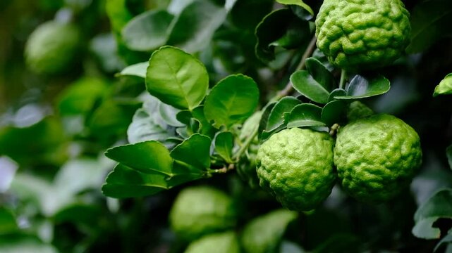 Bergamot, Fresh green bergamot fruit hanging from branch. bergamot tree garden and healthy food concept, group of bergamot,Bergamot medicinal plants with many