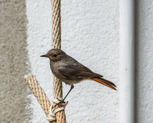 Rougequeue perché sur une corde