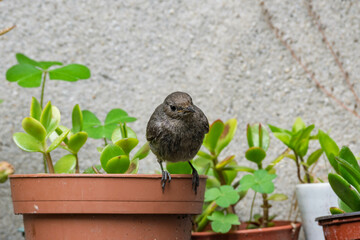 Rougequeue posé sur un pot de fleurs