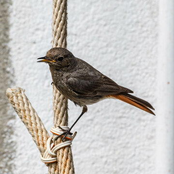 Rougequeue perch&eacute; sur une corde