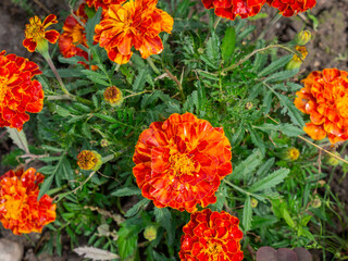 Marigolds, Mexican, Aztec or French Marigold in the garden. Macro Tagetes patula or marigold in a flower garden a sunny day