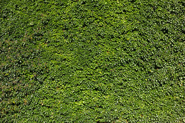 Ivy (Hedera). Wall covered with foliage. Natural green background.