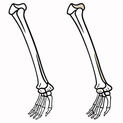 a drawing of bones and bones