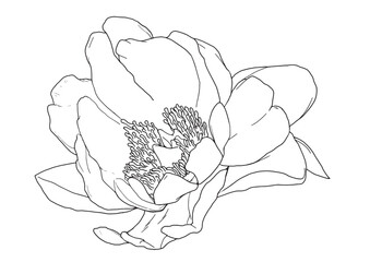 flower vector line art