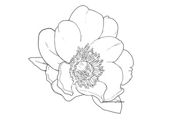 vector line art of flower 