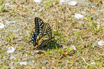 アゲハチョウが地面に止まる春の風景