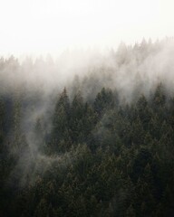 fog in the forest