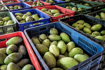 freshly harvested unripe green mango fruit in agriculture industry warehouse