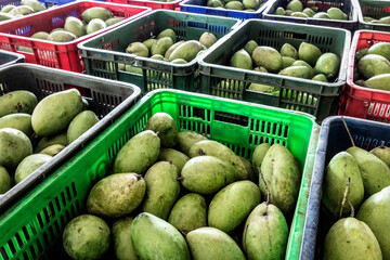 freshly harvested unripe green mango fruit in agriculture industry warehouse