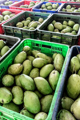 freshly harvested unripe green mango fruit in agriculture industry warehouse