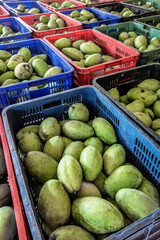 freshly harvested unripe green mango fruit in agriculture industry warehouse