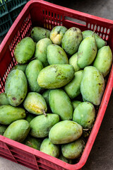 freshly harvested unripe green mango fruit in agriculture industry warehouse