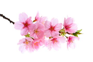 Delicate pink cherry blossoms on a branch isolated on transparent background