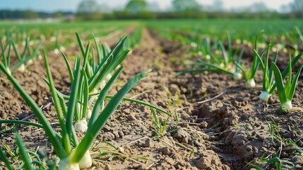 Fototapeta premium **A Clean Field Of Green Onion Tops With Visible Bulb Swellings Under Dry, Cracked Soil. The Field Should Appear Organized And Well-Maintained, Shot From A Diagonal Angle To Reveal Multiple Rows Exten