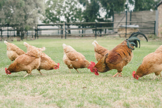 rooster and hens on the lawn