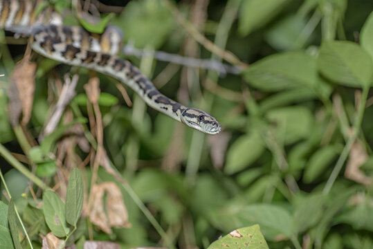 Profile of Baby tree python on back fence