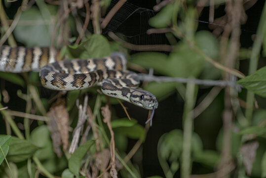 Baby tree python on back fence