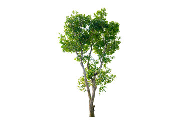 Tree PNG File Trees isolated on white background, tropical trees isolated used for design, advertising and architecture