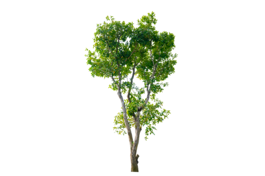 Tree PNG File Trees isolated on white background, tropical trees isolated used for design, advertising and architecture