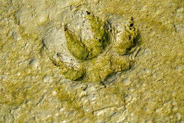 Transformed fox tracks on liquid mud, impression of swelling