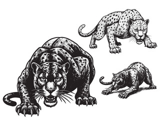 Aggressive black panther engraved in crouched position with claws teeth and tense muscles visible