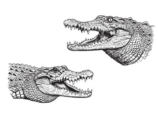 Aggressive crocodile with open mouth engraved in bold vintage line showing scales and sharp teeth