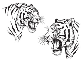 Engraved fierce tiger mid-roar with detailed stripes and sharp teeth in bold vintage linework