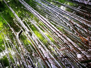 Diagonal view of snowy bamboo forest in winter, serene natural pattern and contrast of white snow...