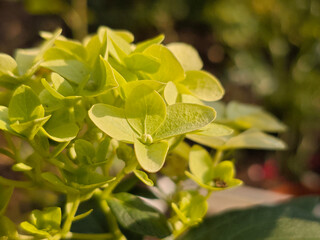 Chartreuse Hydrangea Petals Illuminated by Soft Afternoon Sun