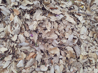 Dry leaves