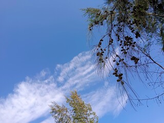 trees branches and blue sky