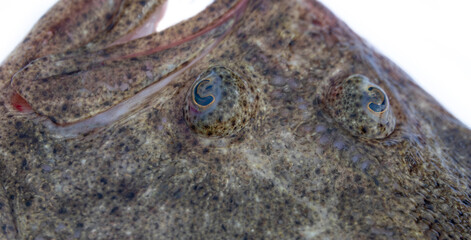 Black Sea turbot (Psetta maeotica) demersal fish. Azov smaller subspecies of flounder Scophthalmus maeoticus torosus adapted to fine-sanded bottom, disruptive coloration. eye part isolated on white