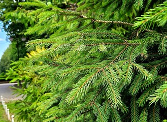 Beautiful fir tree branches, closeup. Forest background. Young fluffy coniferous twigs on a Christmas tree against the background of green needles of fir branches. Fresh green pine.