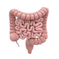 Anatomical Visualization Detailed 3D Render of the Human Intestine